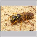 Cerceris arenaria - Sandknotenwespe w06.jpg